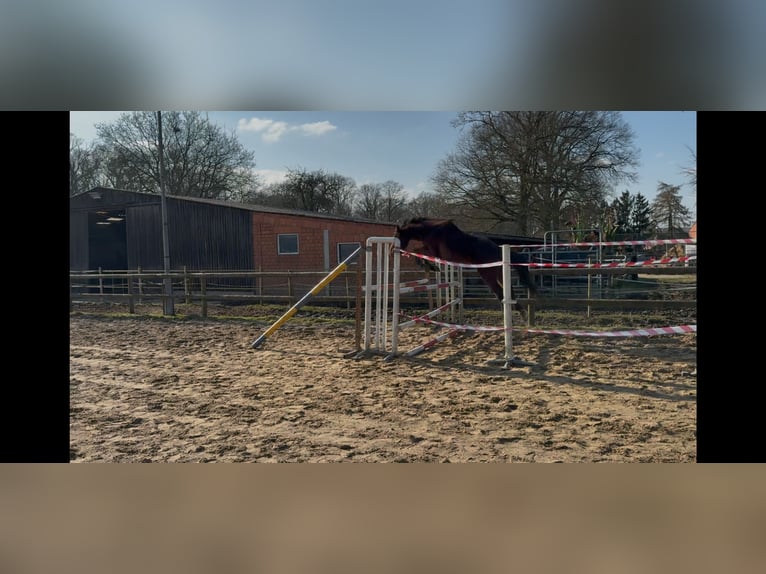 Zangersheider Hengst 3 Jahre 148 cm Brauner in Gangelt