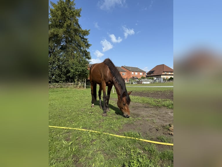Zangersheider Hengst 3 Jahre 148 cm Brauner in Gangelt