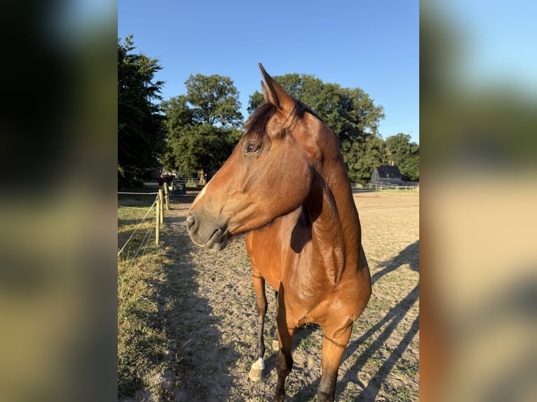 Zangersheider Hengst 3 Jahre 148 cm Brauner in Gangelt
