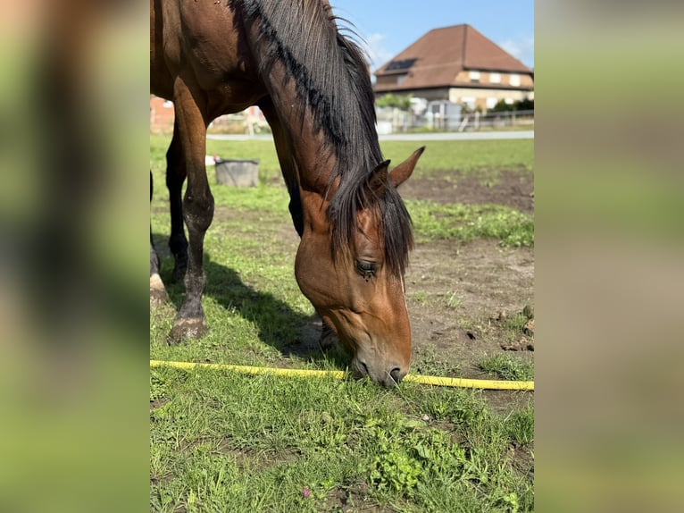 Zangersheider Hengst 3 Jahre 148 cm Brauner in Gangelt