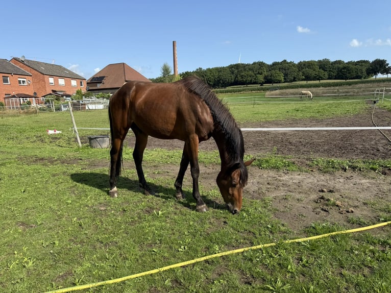 Zangersheider Hengst 3 Jahre 148 cm Brauner in Gangelt