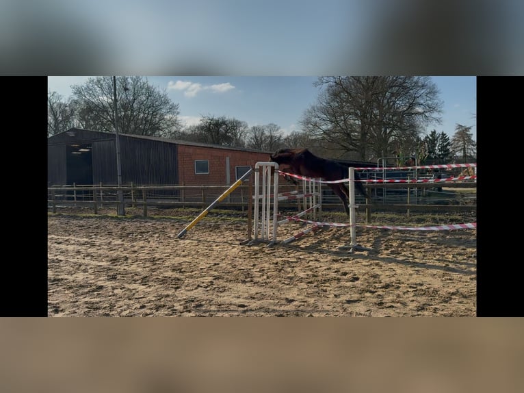 Zangersheider Hengst 3 Jahre 148 cm Brauner in Gangelt
