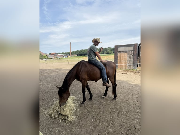 Zangersheider Hengst 3 Jahre 148 cm Brauner in Gangelt
