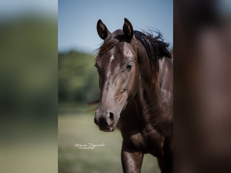 Zangersheider Hengst 3 Jahre 148 cm Rappe in Beaumont pied-de-boeuf