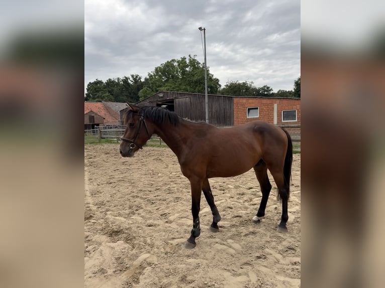 Zangersheider Hengst 3 Jahre 150 cm Brauner in Gangelt