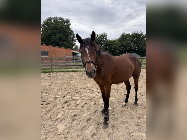 Zangersheider Hengst 3 Jahre 150 cm Brauner in Gangelt