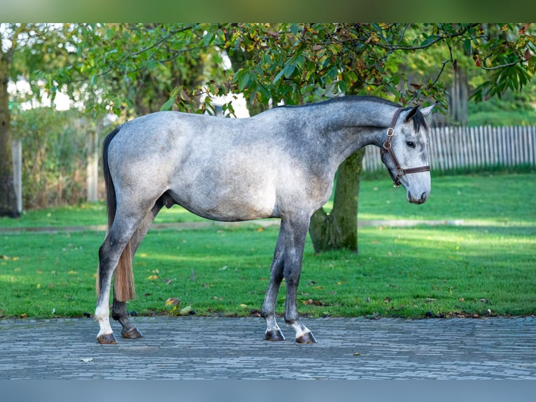 Zangersheider Hengst 3 Jahre 156 cm Schimmel in GROTE-BROGEL