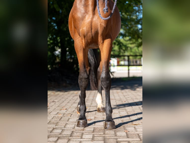 Zangersheider Hengst 3 Jahre 162 cm Brauner in Kaulille