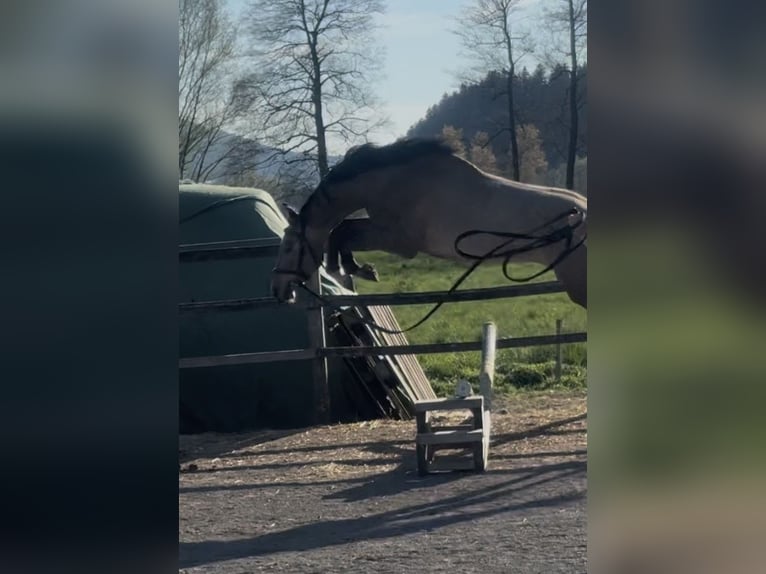 Zangersheider Hengst 3 Jahre 163 cm Schimmel in Brezovica pri Ljubljani
