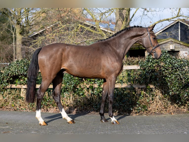 Zangersheider Hengst 3 Jahre 163 cm  in Heerde