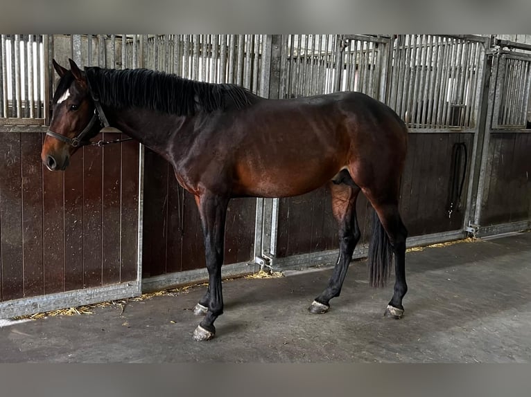 Zangersheider Hengst 3 Jahre 164 cm Brauner in Swifterbant