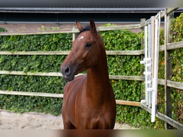 Zangersheider Hengst 3 Jahre 164 cm Brauner in Waddinxveen Zangersheider Hengst 3 Jahre 164 cm Brauner in Waddinxveen