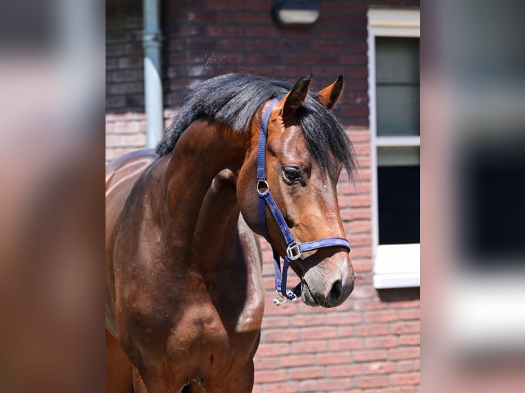 Zangersheider Hengst 3 Jahre 165 cm Brauner in Bladel
