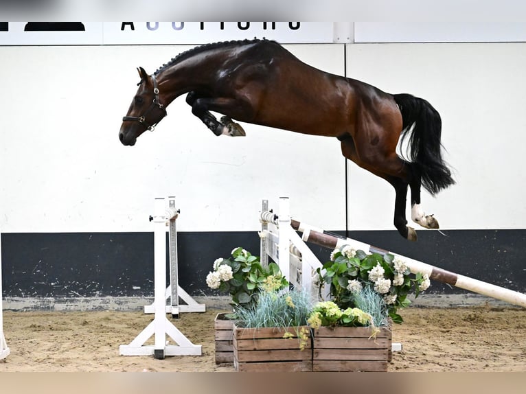 Zangersheider Hengst 3 Jahre 165 cm Brauner in Bladel
