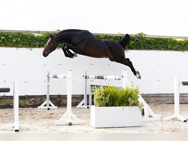 Zangersheider Hengst 3 Jahre 165 cm Dunkelbrauner in Waddinxveen Zangersheider Hengst 3 Jahre 165 cm Dunkelbrauner in Waddinxveen