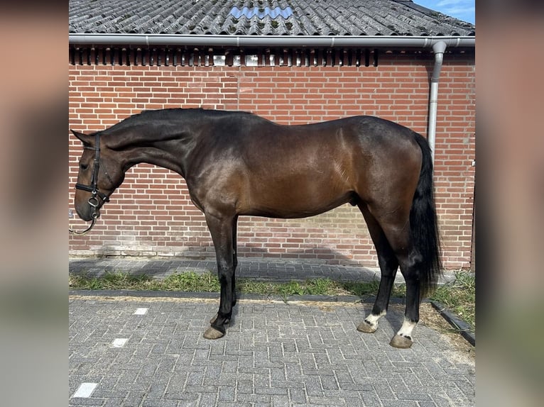 Zangersheider Hengst 3 Jahre 167 cm Dunkelbrauner in Heusden
