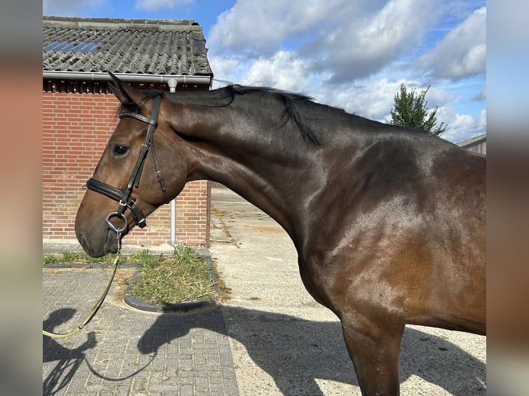 Zangersheider Hengst 3 Jahre 167 cm Dunkelbrauner in Heusden