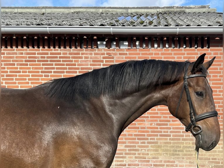 Zangersheider Hengst 3 Jahre 167 cm Dunkelbrauner in Heusden