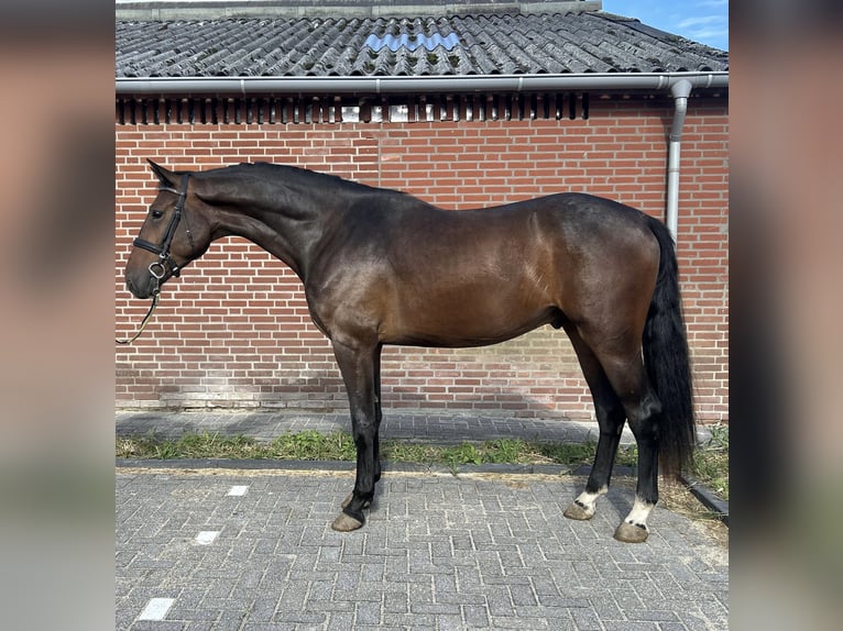 Zangersheider Hengst 3 Jahre 167 cm Dunkelbrauner in Heusden