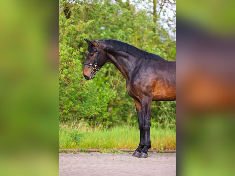 Zangersheider Hengst 3 Jahre 168 cm Dunkelbrauner in Weiterstadt