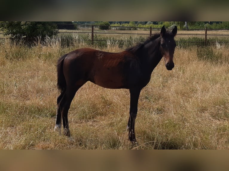 Zangersheider Hengst 3 Jahre 168 cm Dunkelbrauner in Mücheln (Geiseltal)