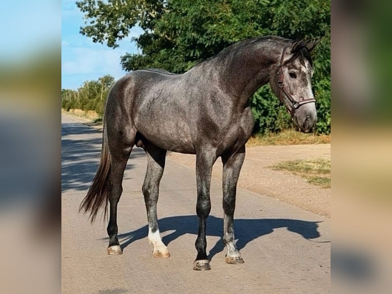 Zangersheider Hengst 3 Jahre 169 cm Rappschimmel in Scheibenberg