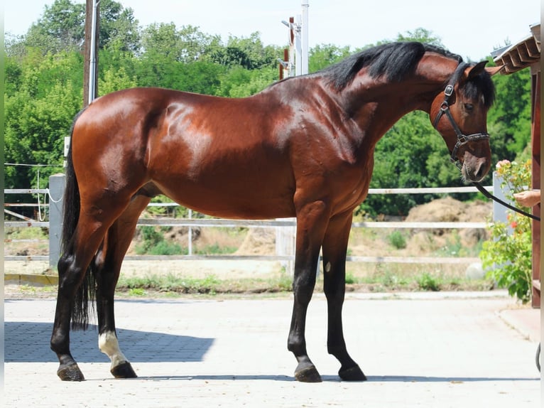 Zangersheider Hengst 3 Jahre 170 cm Brauner in Murska Soboda