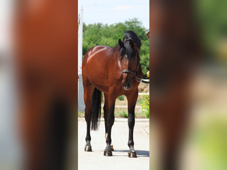 Zangersheider Hengst 3 Jahre 170 cm Brauner in Murska Soboda