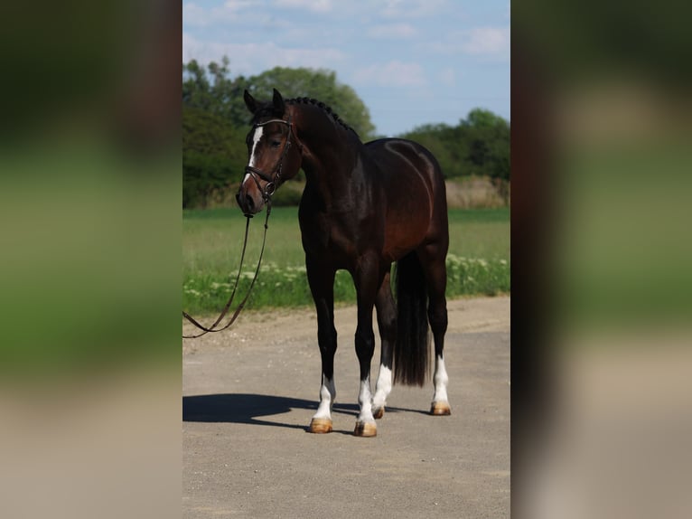 Zangersheider Hengst 3 Jahre 170 cm Dunkelbrauner in Alsóörs