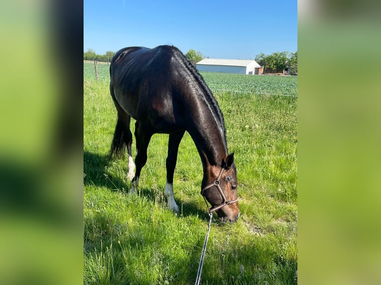 Zangersheider Hengst 3 Jahre 170 cm Dunkelbrauner in Alsóörs Zangersheider Hengst 3 Jahre 170 cm Dunkelbrauner in Alsóörs