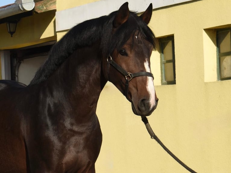 Zangersheider Hengst 3 Jahre 170 cm Dunkelbrauner in Murska Soboda