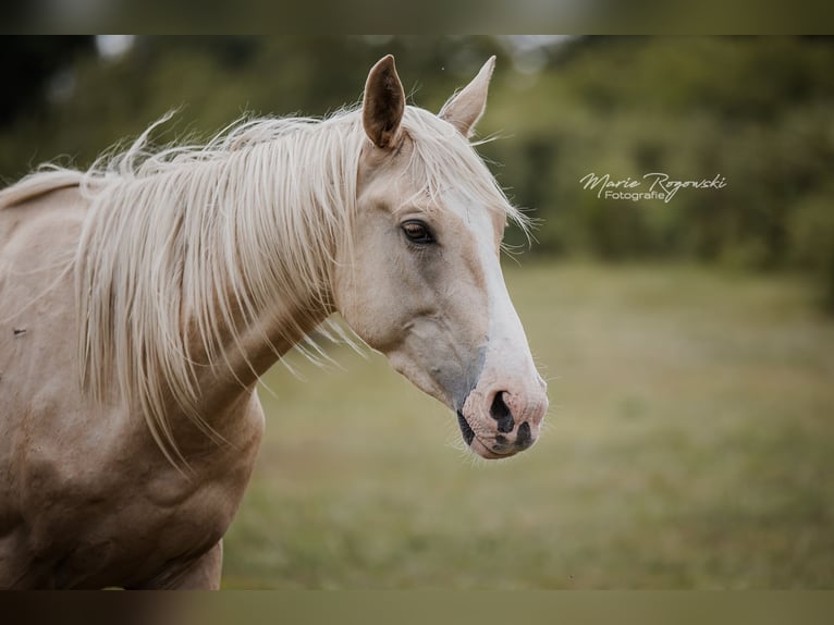 Zangersheider Hengst 3 Jahre 170 cm Palomino in Beaumont pied-de-boeuf