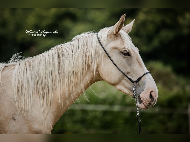 Zangersheider Hengst 3 Jahre 170 cm Palomino in Beaumont pied-de-boeuf