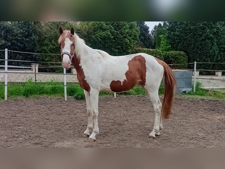 Zangersheider Hengst 3 Jahre 170 cm Schecke in Seesen