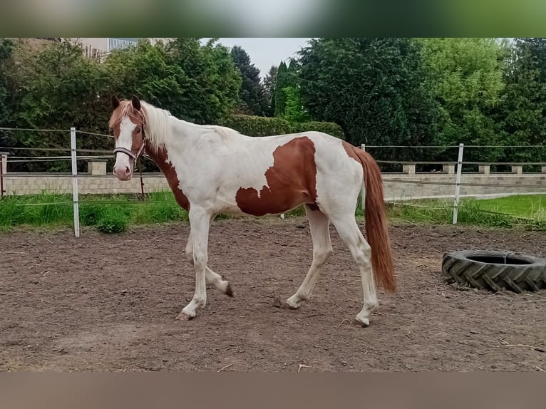 Zangersheider Hengst 3 Jahre 170 cm Schecke in Seesen