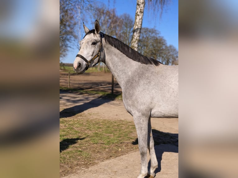 Zangersheider Hengst 3 Jahre 170 cm Schimmel in Świekatowo