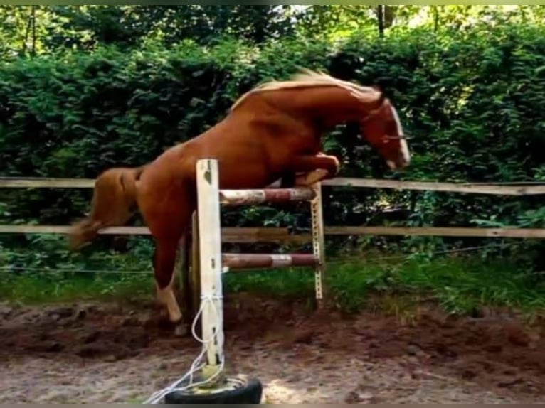 Zangersheider Hengst 3 Jahre 171 cm Fuchs in Bremen