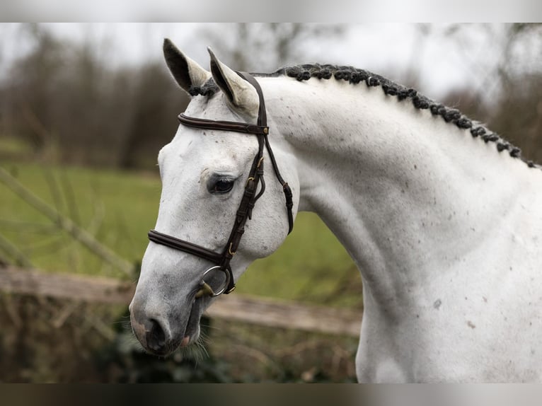 Zangersheider Hengst 3 Jahre 171 cm  in Heerde