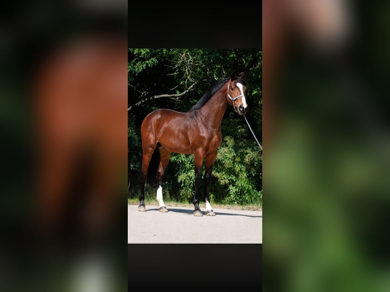 Zangersheider Hengst 3 Jahre 173 cm  in Nickelsdorf