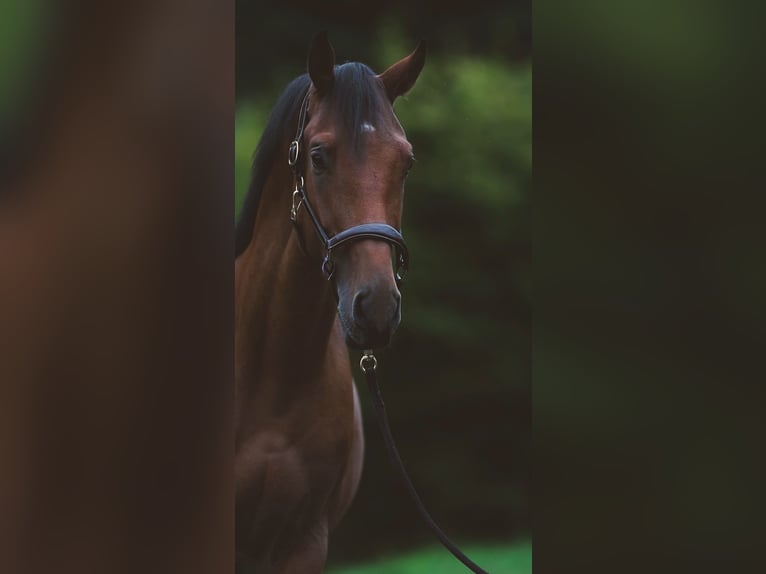 Zangersheider Hengst 3 Jahre 174 cm Brauner in Alberschwende