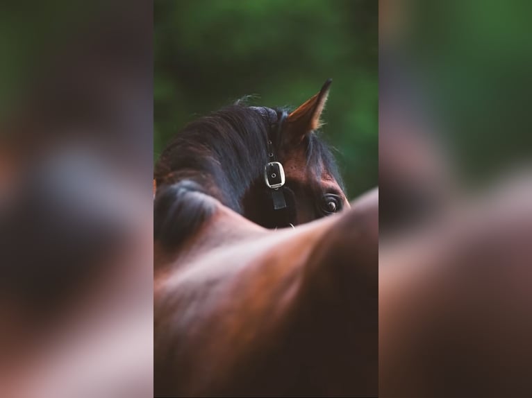 Zangersheider Hengst 3 Jahre 174 cm Brauner in Alberschwende