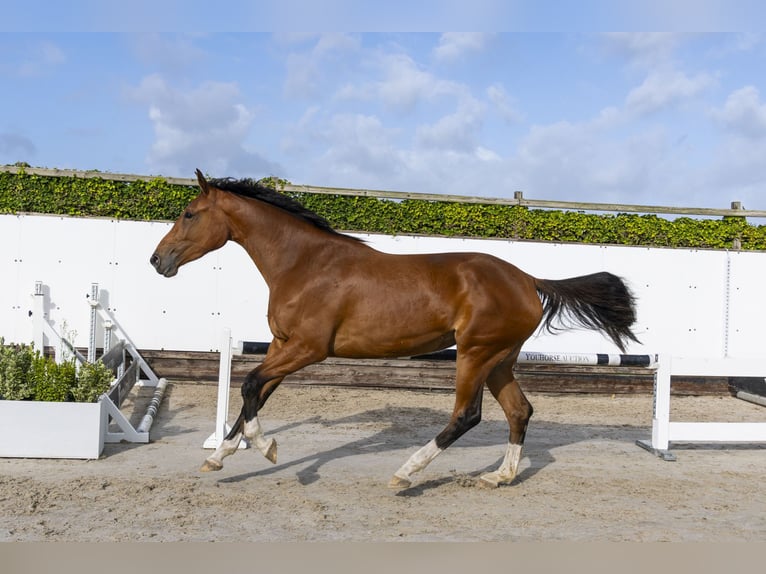 Zangersheider Hengst 3 Jahre 175 cm Brauner in Waddinxveen