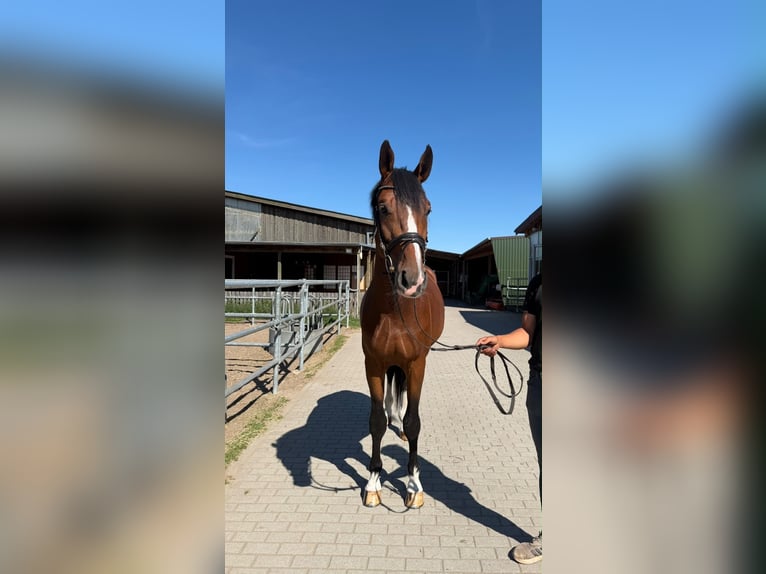 Zangersheider Hengst 3 Jahre 175 cm Rotbrauner in Bobrowice