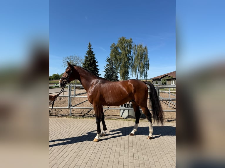 Zangersheider Hengst 3 Jahre 175 cm Rotbrauner in Bobrowice
