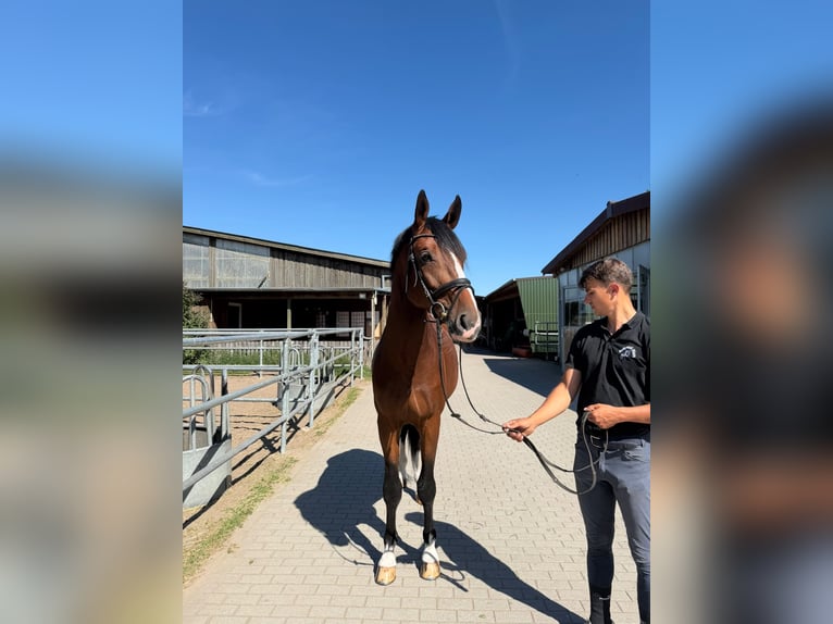 Zangersheider Hengst 3 Jahre 175 cm Rotbrauner in Bobrowice