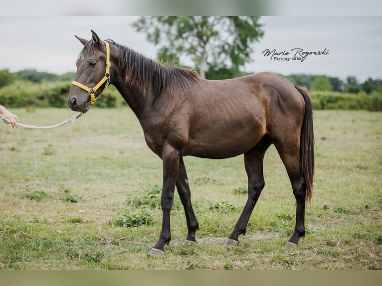 Zangersheider Hengst 4 Jahre 148 cm Rappe in Beaumont pied-de-boeuf
