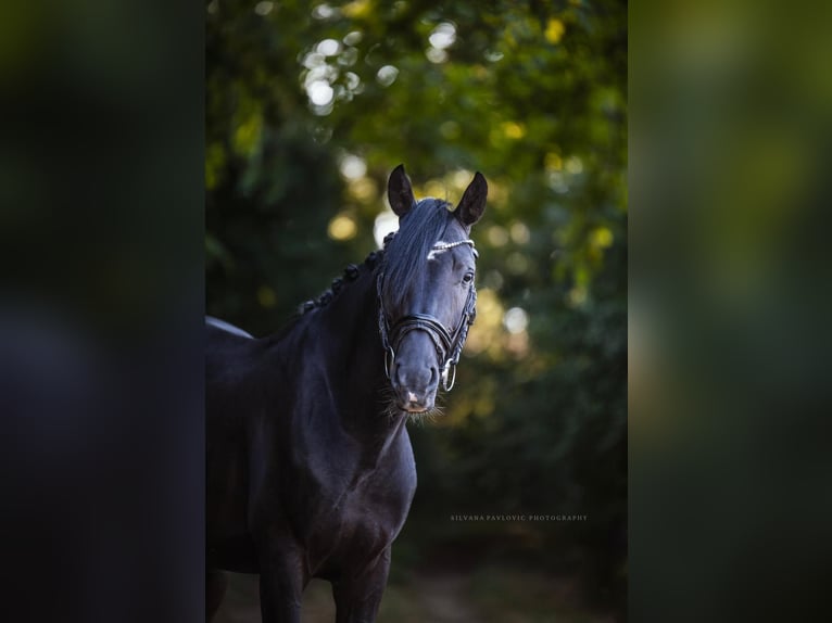 Zangersheider Hengst 4 Jahre 150 cm Rappe in Bruchsal