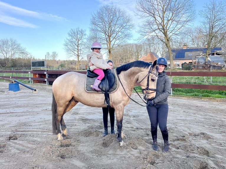 Zangersheider Hengst 4 Jahre 152 cm Buckskin in Nistelrode