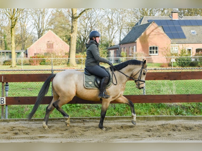 Zangersheider Hengst 4 Jahre 152 cm Buckskin in Nistelrode