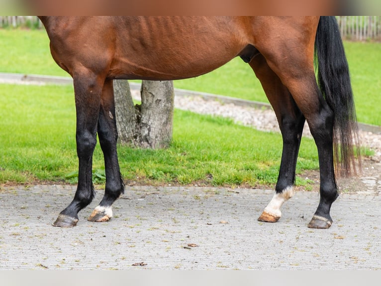 Zangersheider Hengst 4 Jahre 156 cm Brauner in Grote-Brogel